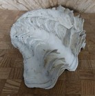 Giant Ruffled Clam Sea Shell Tridacna Squamosa 10  X 6   Seashell