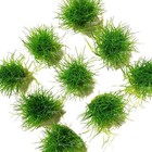 Dwarf Hairgrass Mini   Aquarium Plants Factory  