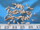    fly-specked  Cerith cerithium Shells  50  Shellcraft   Sailor s Valentines  