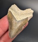 Razor Sharp Golden Megalodon Shark Tooth Bv Florida Fossil