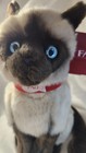 Fao Schwarz Siamese Cat 11  Plush Stuffed Animal Toys R Us 2013 Blue Eyes Kitty