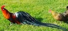 8 Npip ai Clean Red Phoenix Chicken Hatching Eggs Show Quality Grade A   