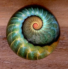 Nautilus Paperweight Domed Glass  3  Diameter