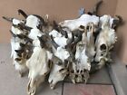 Only One Steer Skull 18  To 22  Wide Horn Longhorn Cow Bull Cattle Head Horns