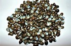 1 2 Pound Of Nerita Communis  Sea Shells Beach Decor Nautical Craft Tropical