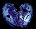 Rare Agatized Coral Head Geode Pair Black And Blue Cut   Polished Uv-reactive