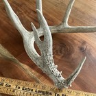 Big Wild Deer Antler Shed Horn Rack Decor Craft 7 Point Typical