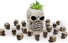 Binaryabc Mini Skull Figurine Miniature Skeleton Head Table Decor halloween    