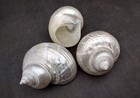 Pearlized Jade Turbo Shell Turbo Burgessi  1 Shell Approx  3 5  Inches 