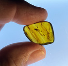 A101 Bu7119 Reptile Skin Trichoptera Wasps Authentic Burmese Amber Burmite 99mya