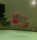 1 Male-live Aquarium Flowerhorn Fish High Quality-flowerhorn Short Red Dragon 01