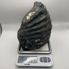 Huge Ice Age Mammal Fossil Venice Beach Florida Giant