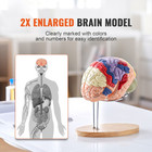 Human Brain Model Anatomy Teaching Brain Model 4-part Labeled 2x Enlarged