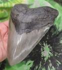 Megalodon Sharks Tooth 6  Inch Top Shelf Beauty  Fossil Sharks Teeth Tooth