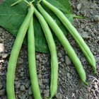 Bean Slenderette Bush Bean Seeds   cool Beans N Sprouts  Brand  Home Gardening 