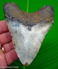 Megalodon Shark Tooth 4 12    Real Fossil Xl Big Megladon Sharks Teeth - No Resto 