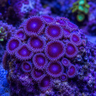 Black People Eater Zoanthids Frag  Live Saltwater Coral For Reef Aquarium