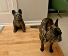 Sitting French Bulldog Frenchie Statue Indoor outdoor 16 h Dog Lover New Garden