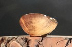 Bay Wood  Wooden Bowl   Hand Made  Lathe Turned  Wood   Condition Is New  Shippe