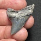 1 66    Massive Alopias Grandis Giant Thresher No Repairs Fossil Shark Tooth Sc