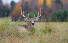 18 Lbs Food Plot Seed For Deer 10 Seed Blend Spring Or Fall Planting 2 5 Acres