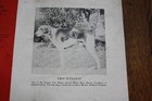 Rare  Vintage 1947 The Chase Magazine Fox Hunting Hound Hunters Dogs Advertising