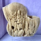 Large Natural Sea Sponge 10 5    Tall X 11 X 7   