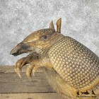  32045 E   Armadillo Life-size Taxidermy Mount For Sale