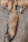 Just Tanned Red Fox Pelt nice Fur No 2 Pelt  Cabin Craft  Super Soft Hide