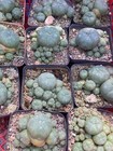 Lw Succulent Cactus Plant Home Potted D  cor Boutique Beautiful Cactus Plants 6cm