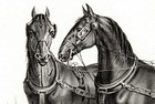 Horse Norman Cob Draft Very Rare Antique 1840s Fine Copper Engraving Print