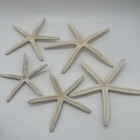 5 White Finger Starfish 5 5-9 5 Inches Beach Wedding Coastal Decor Craft Art