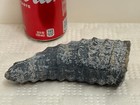 Rare Large Tapered Orthoceras Cephalopod Fossil 5 48in  1 34lb  137mm 607g  250