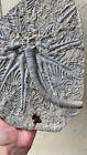 Natural Devonian Prehistoric Jurassic Biota Crinoids Fossils
