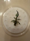 Live Ghost Praying Mantis  phyllocrania Paradoxa  Live Bait