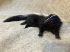 Juvenile Life Size Skunk Laying Down  14   Taxidermy