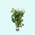 Buy 2 Get 1 Free Oval Ludwigia  ovalis  Aquarium Plants