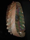 626 Haliotis Sorenseni 155 1mm Topgrading Important Natural Seashell Rare Beauty