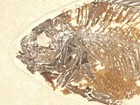 Very Rare  50 Million Year Old Priscacara Fish Fossil With Scales  Wyoming 535gr