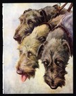 1930s Antique Irish Wolfhound Dog Print Nina Scott Langley Art Print 6876h