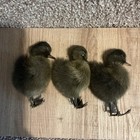 Triple Pair Of Domestic Taxidermy Chicks