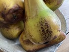 Artificial Green   Brown Pears  Fake Fruit Lifelike Decorative Lot Of 6