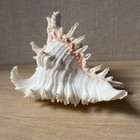 Ramose Murex Shell 11   chicoreus Ramosus  Big Large Cool Sea Shell