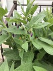 12  1 2  To 1  Long  Comfrey  bocking 14  Root Cuttings