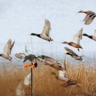 Spinning Wing Motion Duck Decoy  Floating Duck Decoy  Spinning Duck Decoys For 