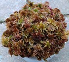  Live Sphagnum Moss Melon Mix Crisp 3 4 Sandwich Bag  Fresh Cleaned Maine 