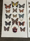 3 Original Vintage Smokey The Bear Nature Posters