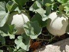 Organic Cantaloupe Seed  Sweet Melon  Heirloom  Fresh Stock