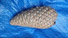 50 Knobcone Pine Cones Bulk Natural Clean No Bugs Craft Jewelry Diy