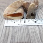 2 Small Polished Goat Horns  2361      Natural Colored